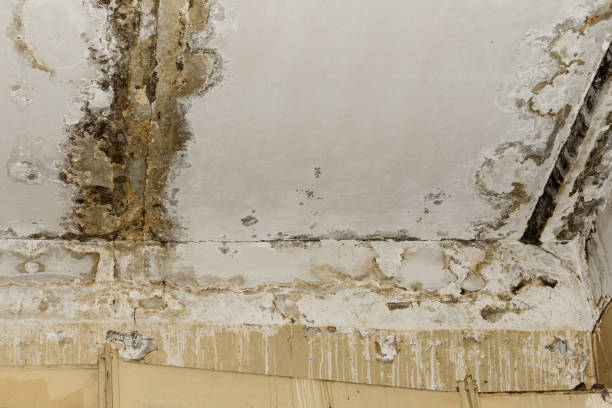 Best Environmental Consulting for Mold Prevention  in Southwest Sandhill, TX